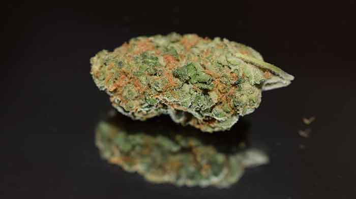 Top 5 Cannabis-Sorten für 2024 entdecken