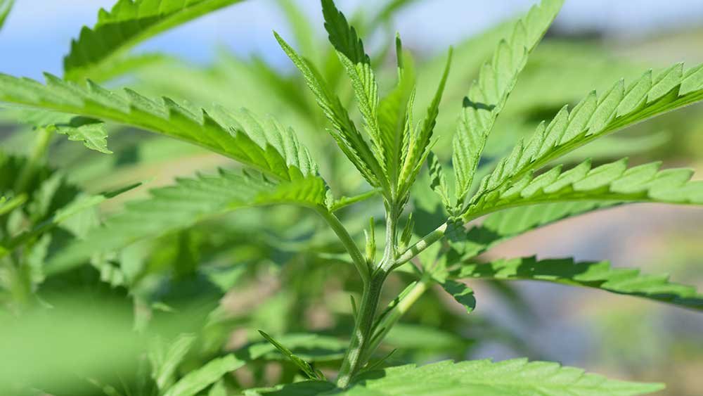 Rebound-Hyperämie und Cannabis