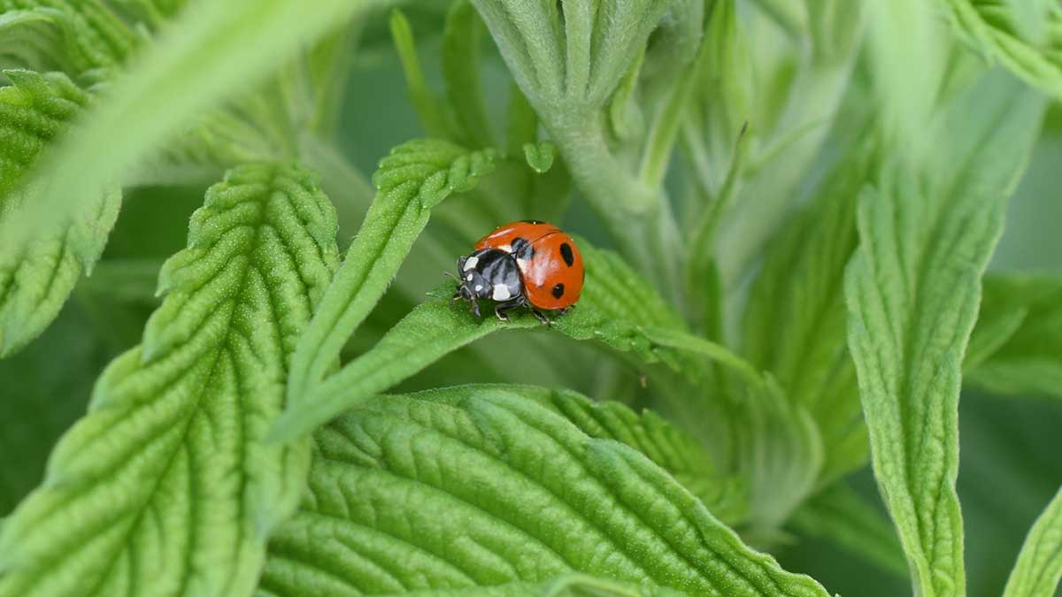 Nützliche Insekten im Garten für den Cannabisanbau