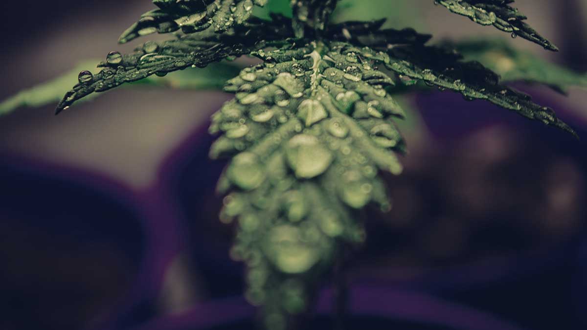 Cannabis-Clubs in Barcelona - Tipps und Informationen