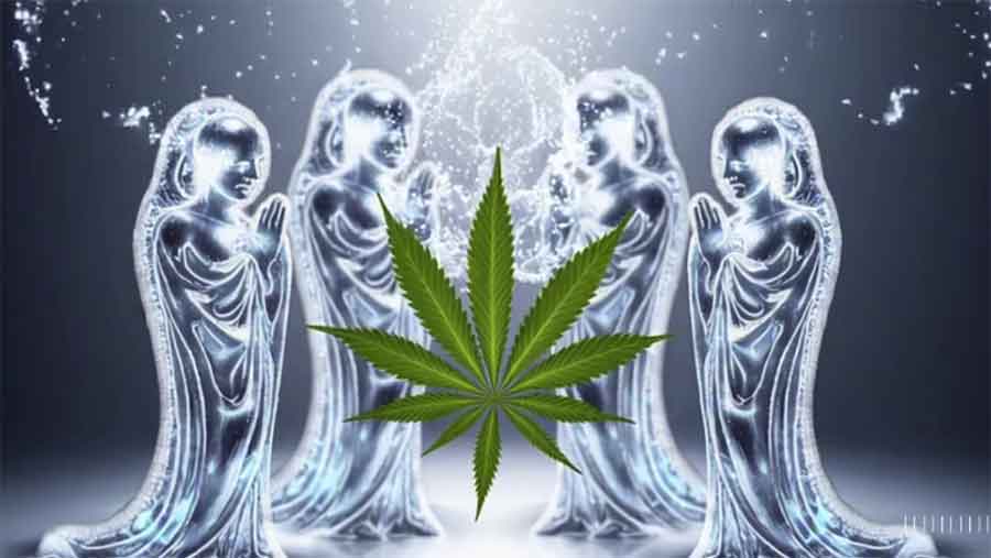 Eisheilige & Outdoor-Cannabis: Vorsicht!
