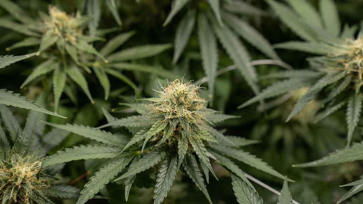 Shaman Fuerteventura - Grow Shop Experten  auf den Kanaren