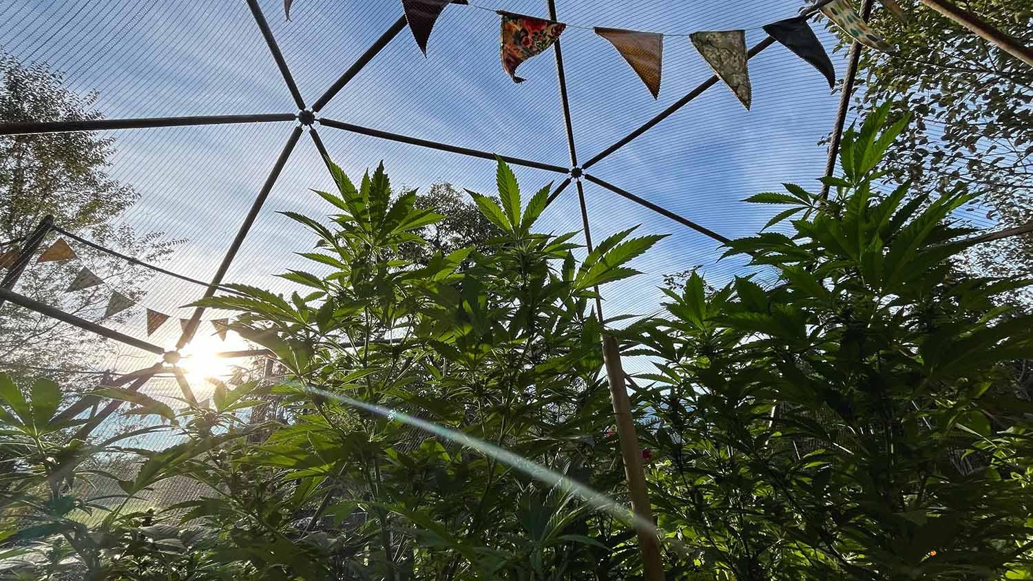 Growbox Schweiz – Indoor Growing mit System