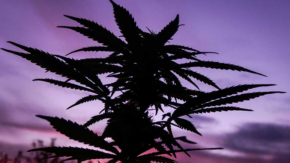 Cannabis-Urlaub Jamaika: Gemeinschaft & Entspannung