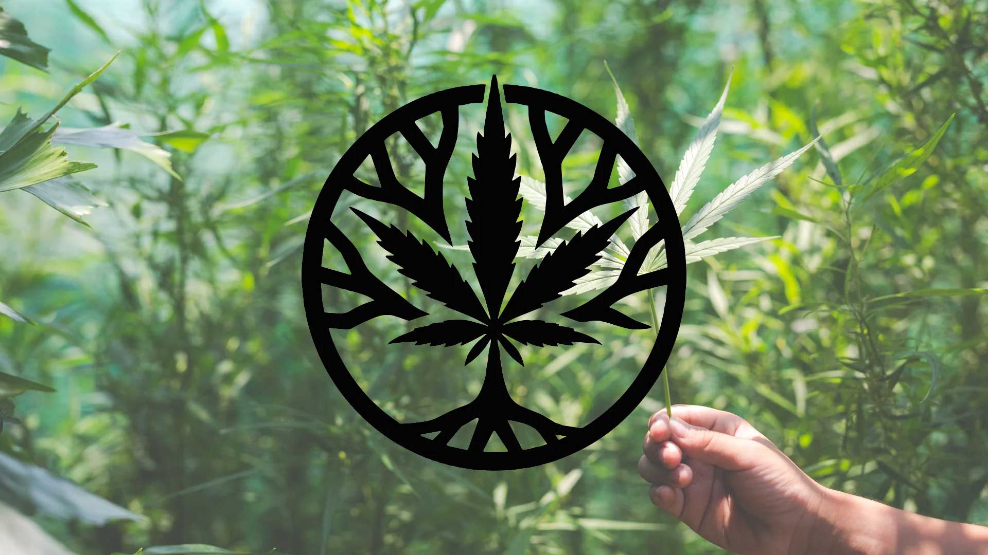 Hanf neu entdecken: Cannabisurlaub & Kannavita