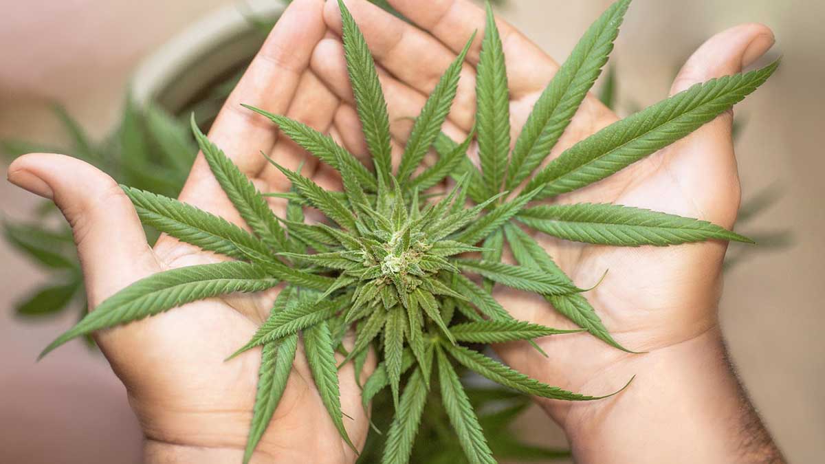 DoktorABC - Medizinisches Cannabis online beantragen