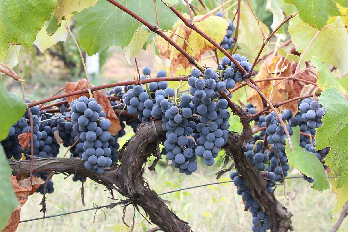 Moldawien: Zwischen Wein und Cannabis-Gesetzen