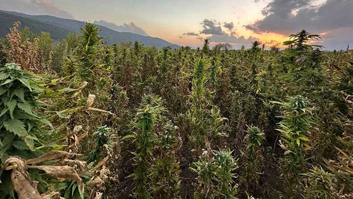 Wie kann man Cannabis am besten aufbewahren?