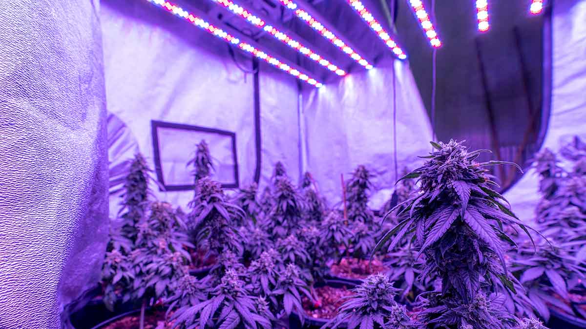 Photoperiodenmanipulation ist ein wichtiger Aspekt beim Cannabisanbau