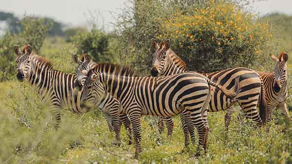 afrika travel