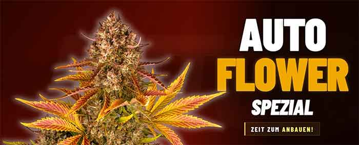 auto flower spezial bareysfarm