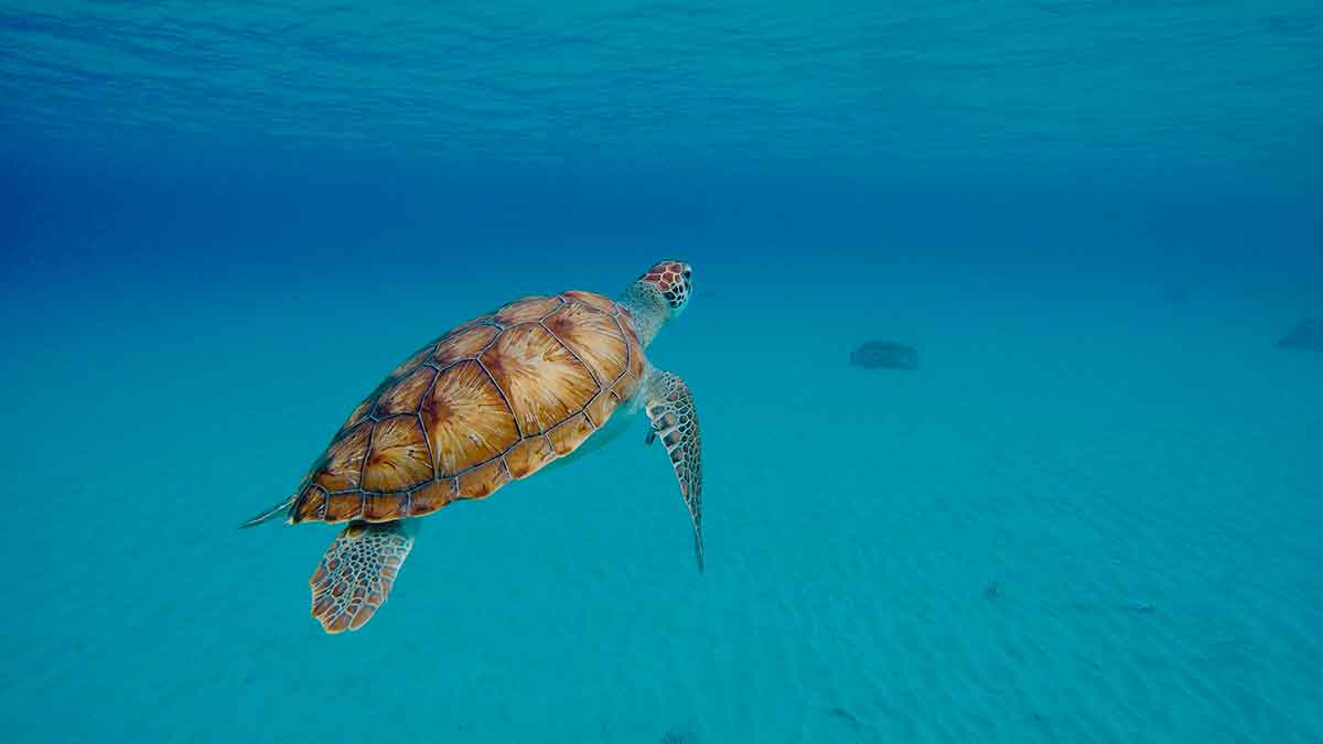 Tauchen und Cannabis in Curaçao