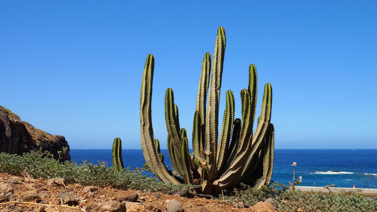 Teneriffa Pauschalreisen – Sonne, Vielfalt & Entspannung