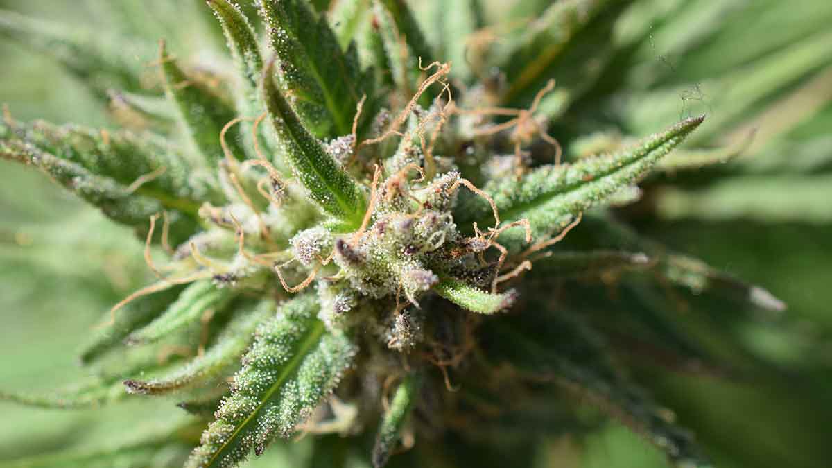 Wo ist der Cannabiskonsum legal?