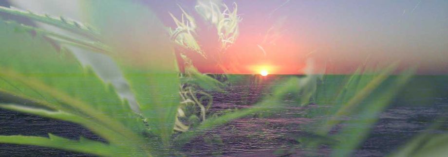 Die 5 besten Cannabis Ferien Ziele für uns Schweizer