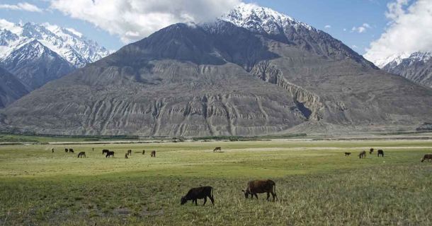Das unentdeckte Potenzial: Eine Reise in die Welt des afghanischen Cannabis