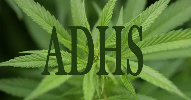 Cannabis und ADHS (Aufmerksamkeitsdefizit-/Hyperaktivitätsstörung)