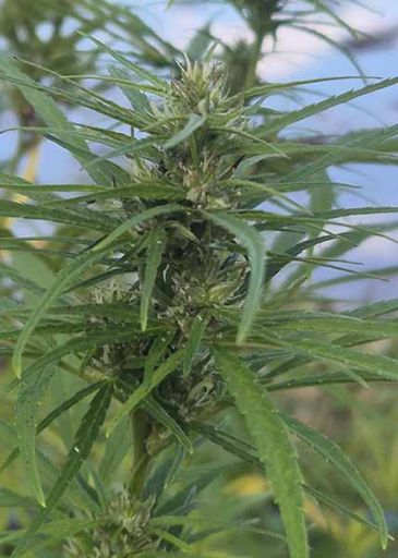 weed philippinien