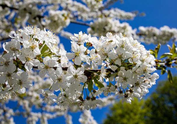 kirschlüte bei hamburg