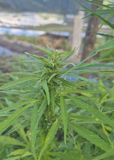 weed philippinien