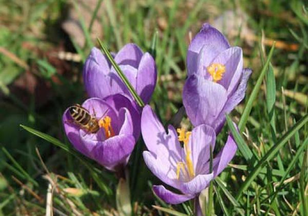 Zavelstein im Schwarzwald – Krokusblüte mit Burgblick