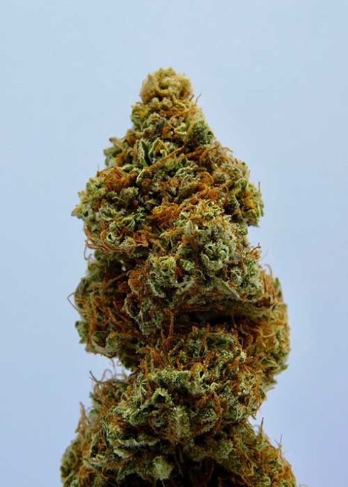 weed
