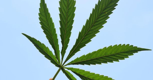Cannabisschmuggel in Malaysia - Todesstraffe für jungen Mann  