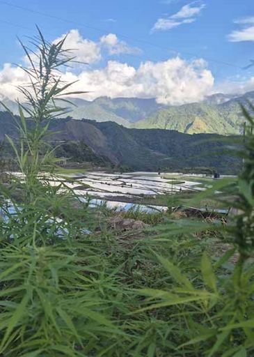 weed philippinien