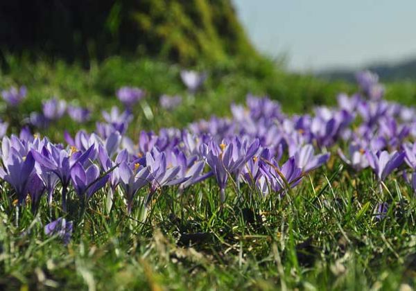 Zavelstein im Schwarzwald – Krokusblüte mit Burgblick
