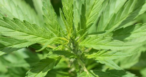 Cannabis Samen online auf unsere Webseite kaufen