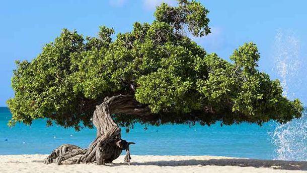 Aruba