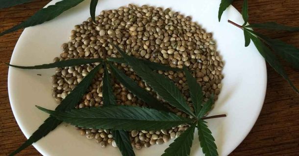 Darum ist es wichtig, ob Cannabissamen männlich oder weiblich sind