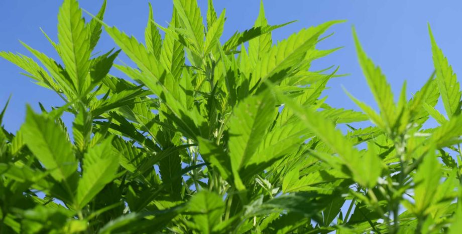 Marihuana Sorten und Ihre Bedeutung