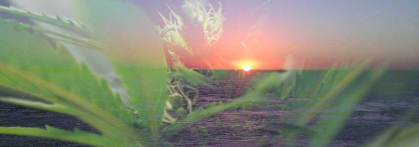Die 5 besten Cannabis Ferien Ziele für uns Schweizer