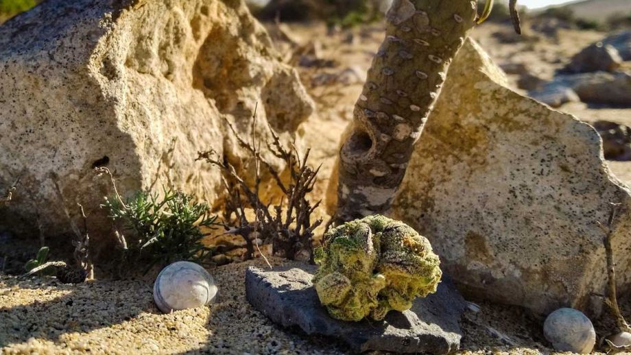 Cannabis Urlaub mit Canna Holidaze auf Fuerteventura  
