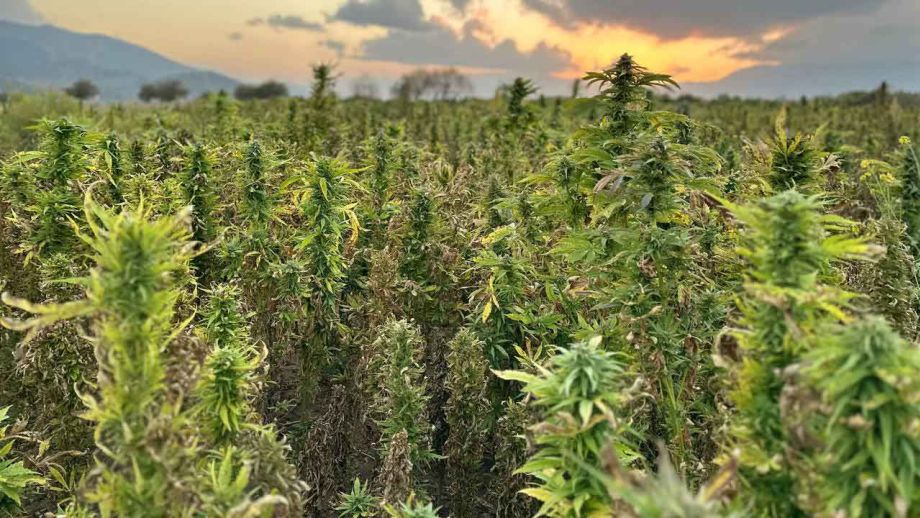 Individuelle Entdeckungsreise in die Heimat des Cannabis
