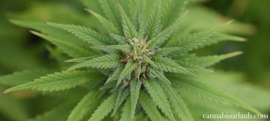 Kann man vom Cannabis Blatt high werden?