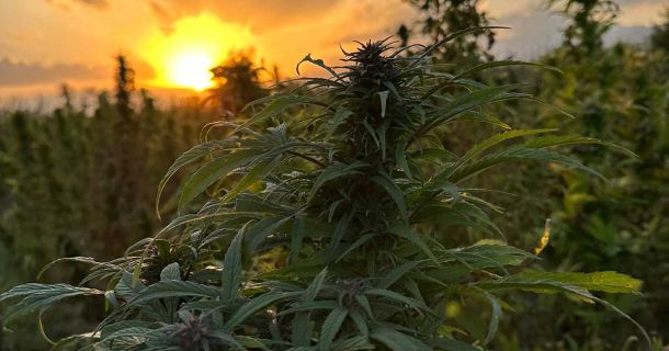 Cannabis in Afghanistan - Geschichte, Anbau, Reisen
