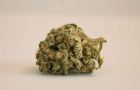 jamaica-weed