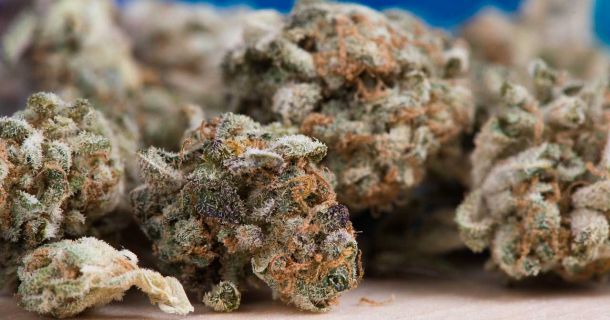 Wie man den Unterschied zwischen Indica- und Sativa Cannabis erkennt