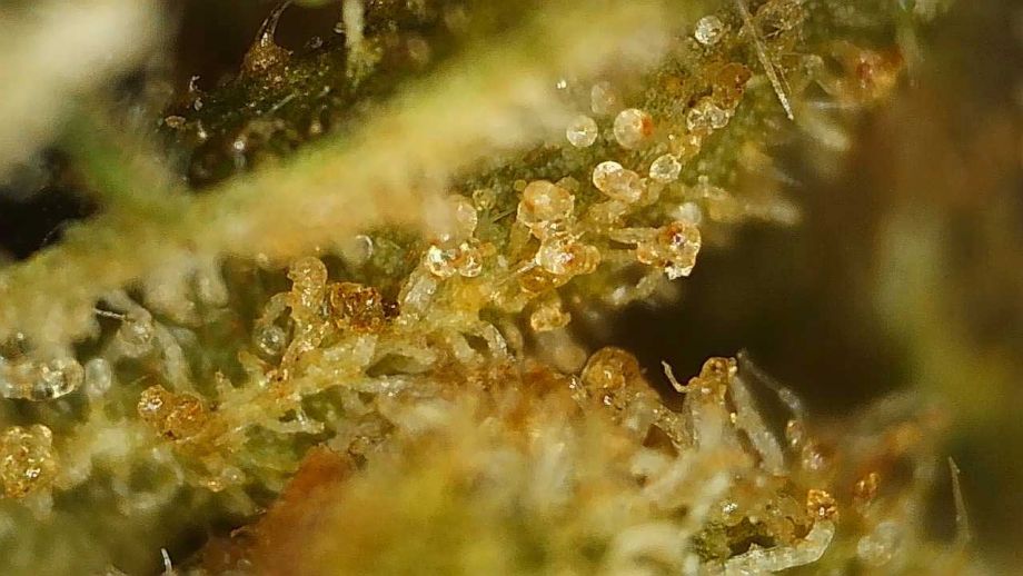 Extrahieren Sie Terpene aus Cannabis