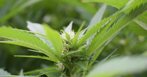 Hanfsamen kaufen - Sensi Seeds - Qualität aus Überzeugung