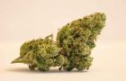 jamaica-weed