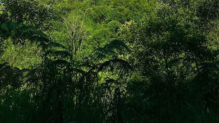 Yasuni: Ecuadors Paradies der Biodiversität